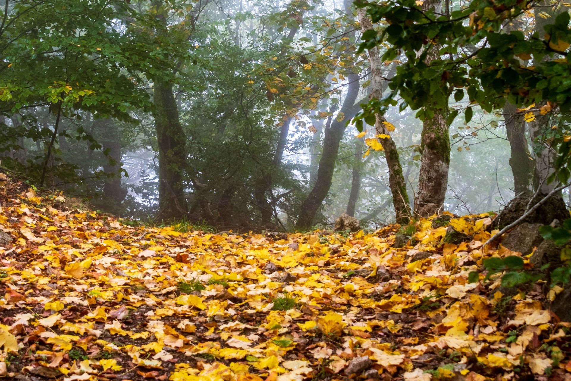 Where to admire the foliage in Valdichiana Senese: 5 treks to discover the magic of the changing color leaves