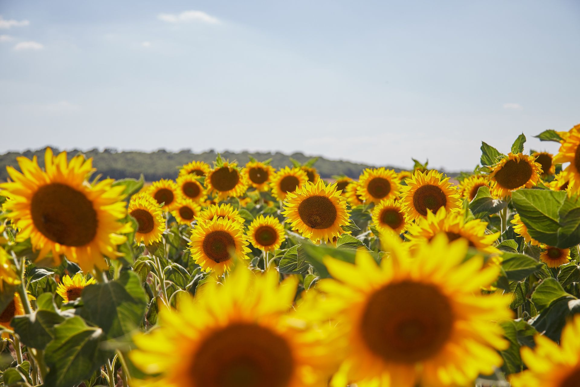 Estate in Valdichiana Senese: 4 idee per vivere la Toscana nella sua stagione più bella