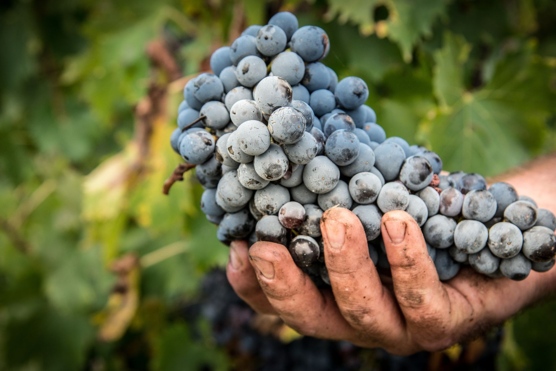 It's harvest season in Montepulciano!