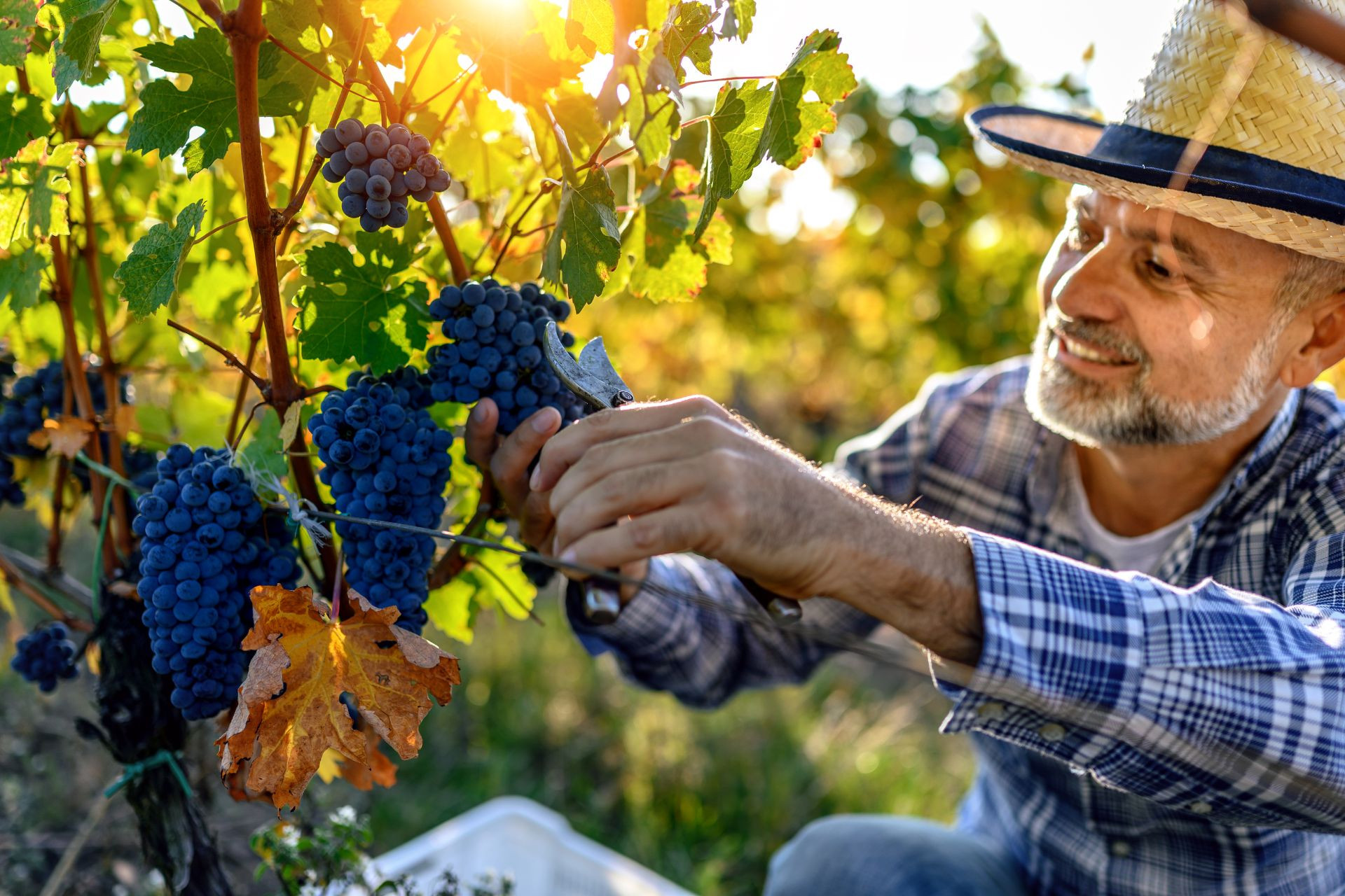 How to say goodbye to summer in Tuscany, Valdichiana Senese