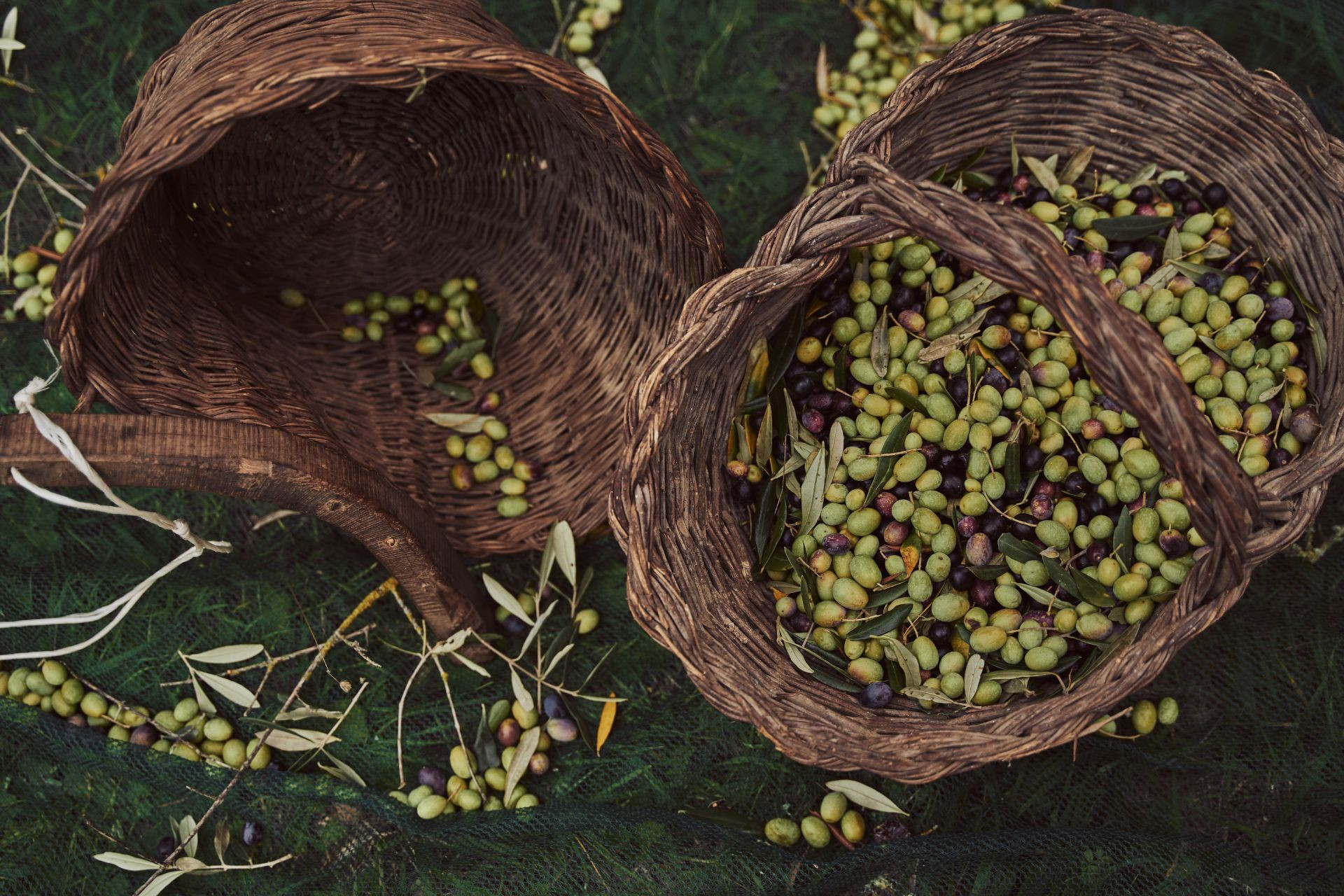 L’olio “nòvo” nella tradizione toscana