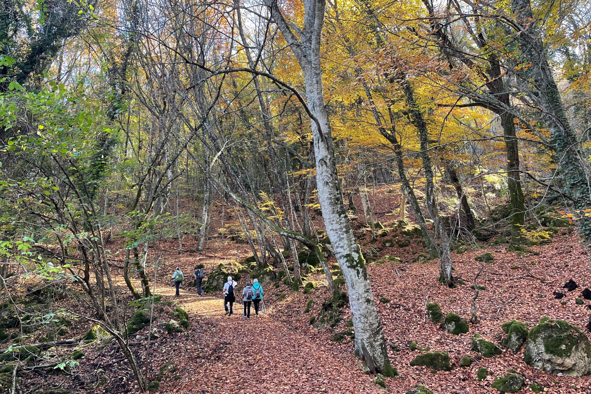 4 places where you can admire the foliage in Valdichiana Senese