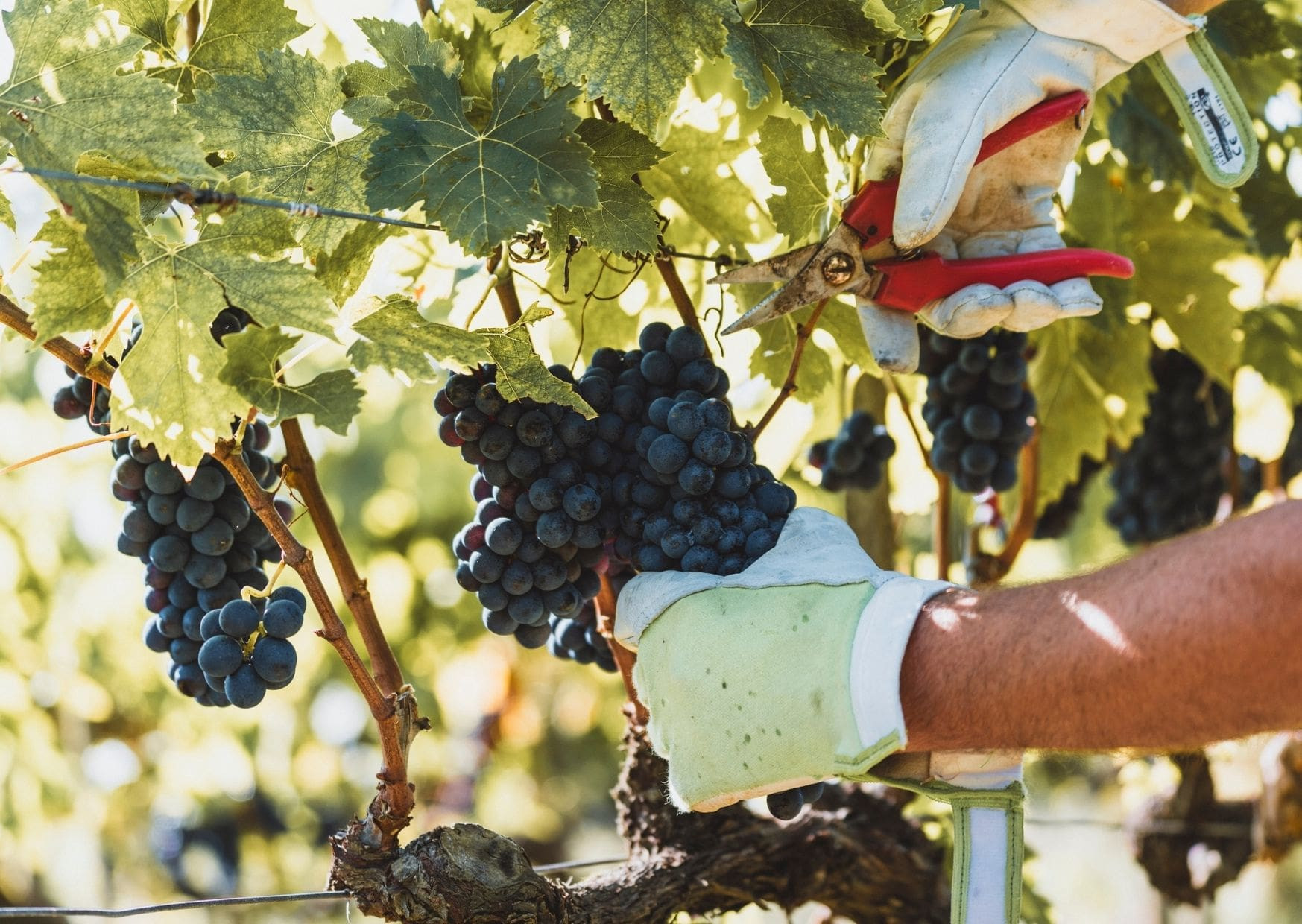 Le top esperienze da vivere in Valdichiana Senese durante il periodo della vendemmia