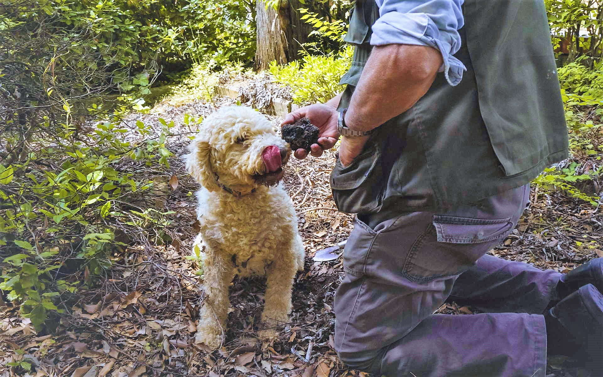 Truffle hunting in the heart of Tuscany